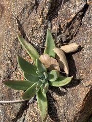 Dudleya saxosa
