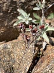 Dudleya saxosa