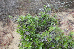 Rhamnus alaternus