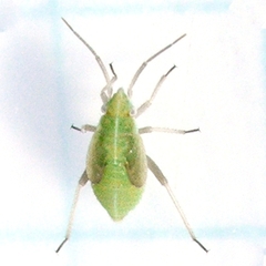 Amblytylus nasutus