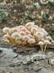 Mycena renati