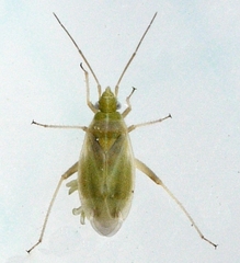 Amblytylus nasutus