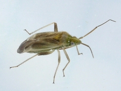 Amblytylus nasutus