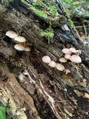 Mycena renati