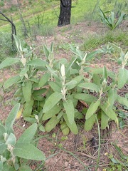 Phlomis purpurea