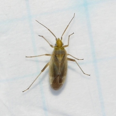 Amblytylus nasutus