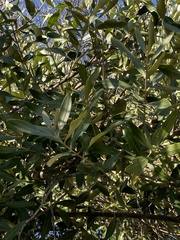 Olea europaea