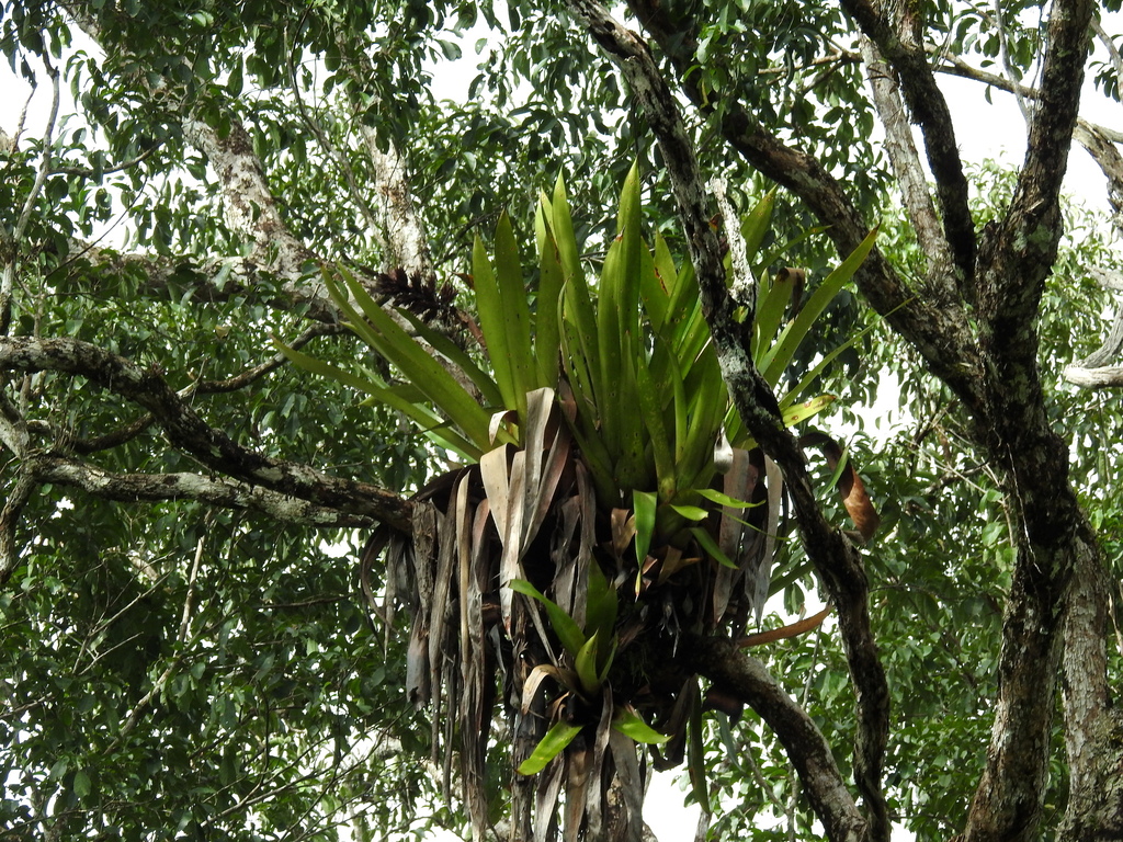 Aechmea moonenii