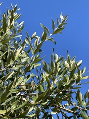 Olea europaea