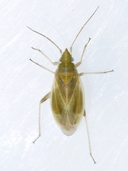Amblytylus nasutus