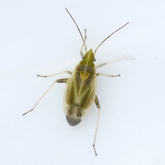 Amblytylus nasutus