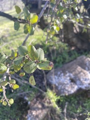 Rhamnus
