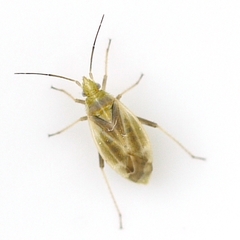 Amblytylus nasutus