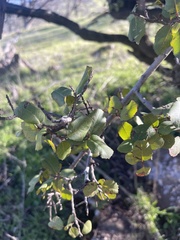 Rhamnus