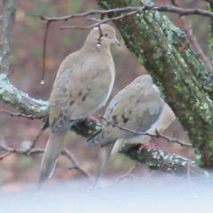 Zenaida macroura carolinensis