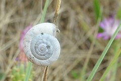 Helicella itala
