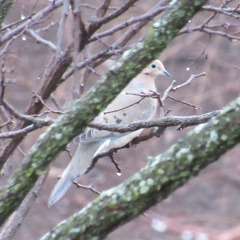 Zenaida macroura carolinensis