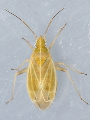 Amblytylus nasutus