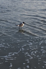 Leucophaeus atricilla