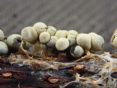 Physarum albescens