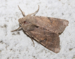Orthosia behrensiana