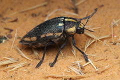 Julodis fimbriata