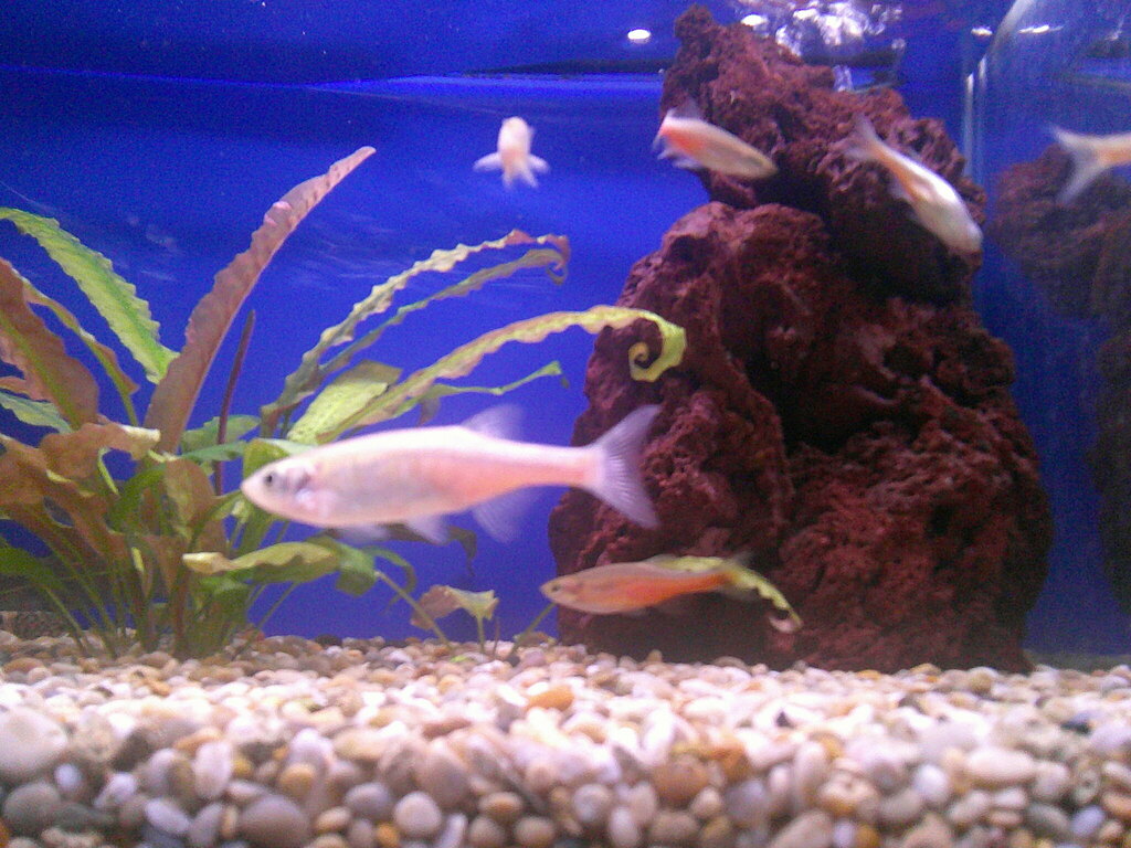 Fireline Devario