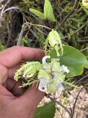 Passiflora pectinata