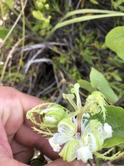 Passiflora pectinata
