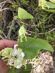 Passiflora pectinata