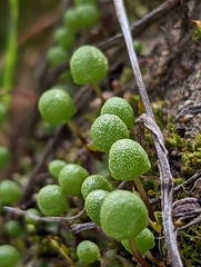 Asterella palmeri