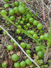 Asterella palmeri
