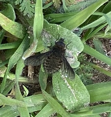 Conophorus fenestratus