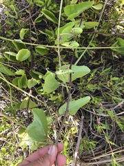Passiflora pectinata