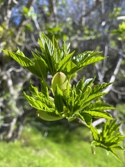 Aesculus californica