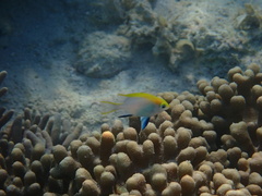 Neoglyphidodon melas