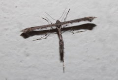 Anstenoptilia