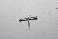 Anstenoptilia