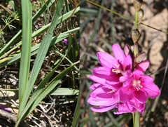 Ixia patens