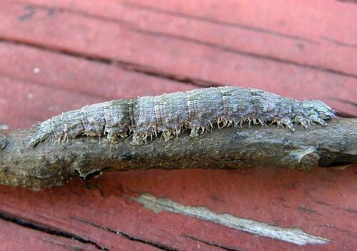 Widow Underwing photo 4