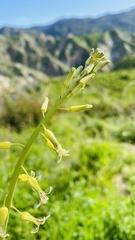 Caulanthus heterophyllus