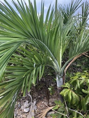 Pseudophoenix sargentii