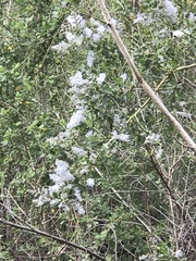 Ceanothus spinosus