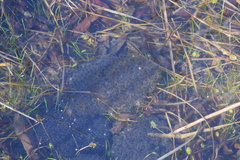 Lithobates sphenocephalus