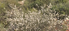 Ceanothus bolensis