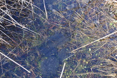 Lithobates sphenocephalus
