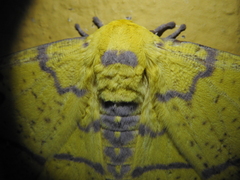 Eacles imperialis magnifica