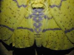 Eacles imperialis magnifica