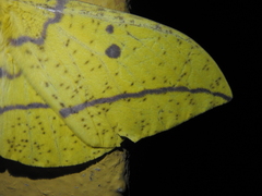 Eacles imperialis magnifica