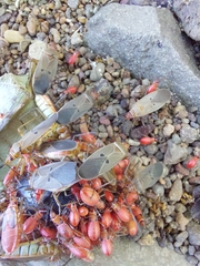 Dysdercus bimaculatus